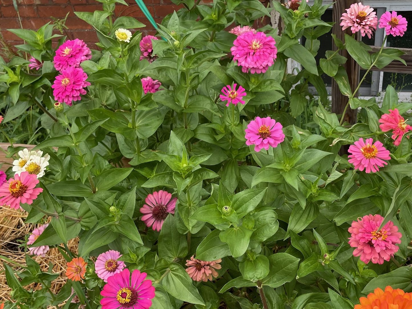 The Ben Jones Community Gardens